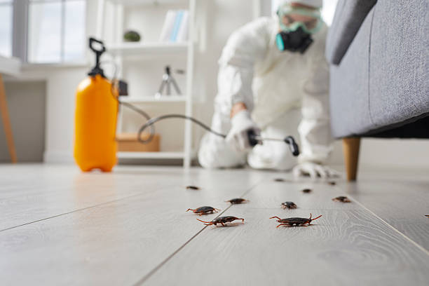Post-Treatment Bed Bug Interceptor Monitoring in Thoreau